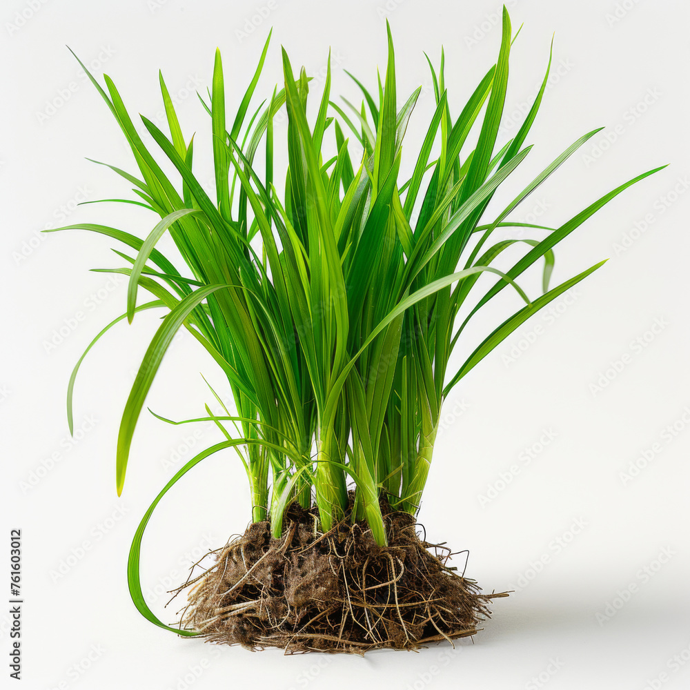Lush green grass clump with visible soil and roots isolated on a white background. Lush green grass clump with visible soil and roots isolated on a white background.