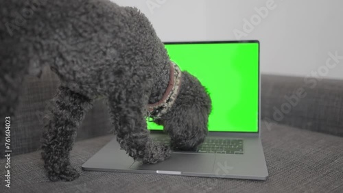 Black poodle investigating laptop with green screen