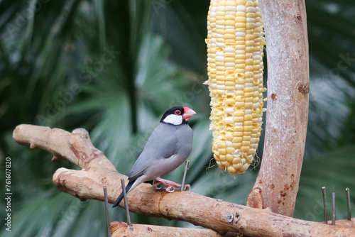 close up of grey and colourful Silver-eared Mesia birds or can be called Leiothrix argentauris eating corns on a branch photo