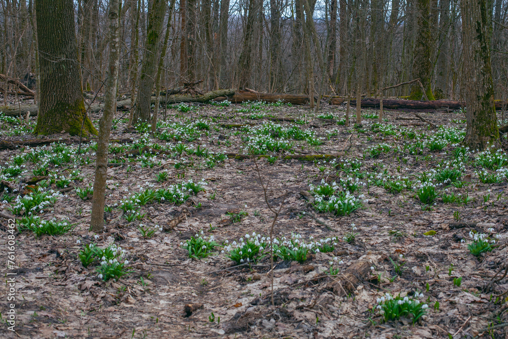 First spring snowdrops on the meadow in forest First spring snowdrops on the meadow in forest
