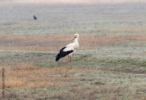 Amidst the lush green meadows, the elegant white stork stands tall, its long legs gracefully navigating the terrain as it searches for prey. © daniel