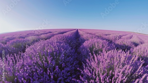 Lavender Blossoms Bird's Eye Landscape