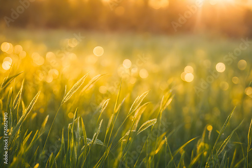 Grass in a sunny field