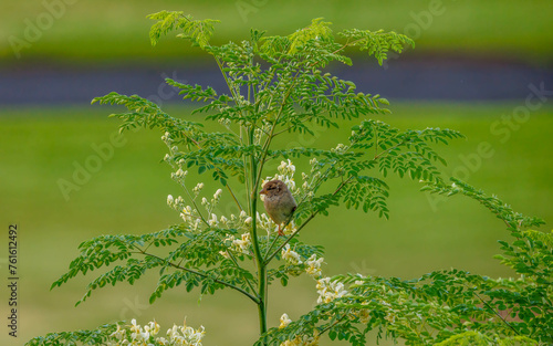 small sparrow bird on tree with blooms