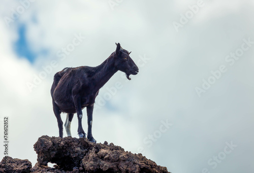 wild feral goat walking on lava beach 
