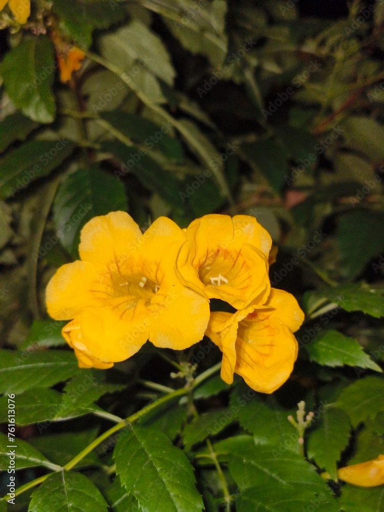 Yellow flowers Yellow flowers