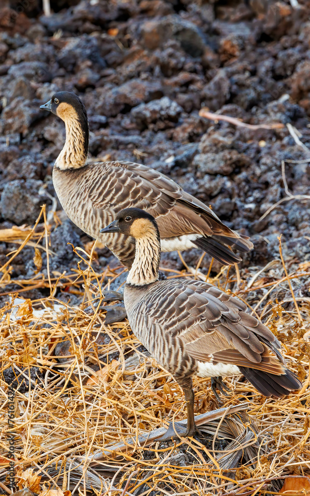 endangered nene in lava field endangered nene in lava field