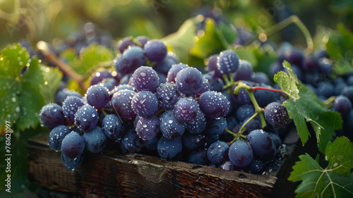 Bunches of grapes in a vineyard.