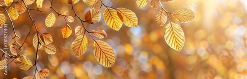 A closeup of golden beech leaves on the branches  with sunlight filtering through them  creating an enchanting autumn background Generative AI
