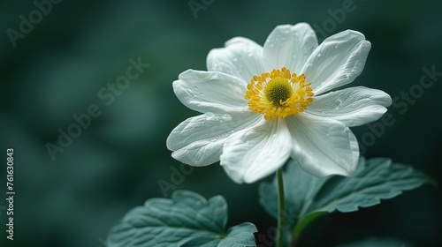  a white flower with a yellow center sitting on top of a green leafy plant with green leaves in the background.