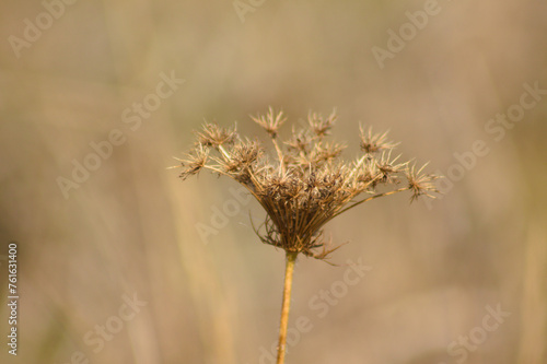 Closeup of brown dried wild carrot seeds with blurred background