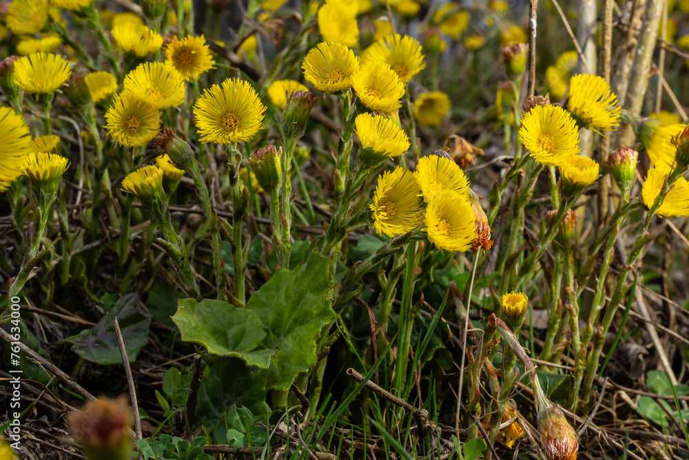 Coltsfoot or foalfoot medicinal wild herb. Farfara Tussilago plant growing in the field. Young flower used as medication ingredients. Meadow spring blooming grass. Group of beautiful yellow flowers