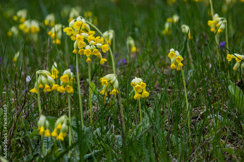 Yellow Primula veris cowslip, common cowslip, cowslip primrose on soft green background.Selective focus Yellow Primula veris cowslip, common cowslip, cowslip primrose on soft green background.Selective focus
