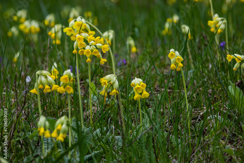 Yellow Primula veris cowslip  common cowslip  cowslip primrose on soft green background.Selective focus