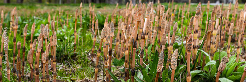 Tableau sur toile Equisetum arvense, the field horsetail or common horsetail, is an herbaceous perennial plant of the family Equisetaceae