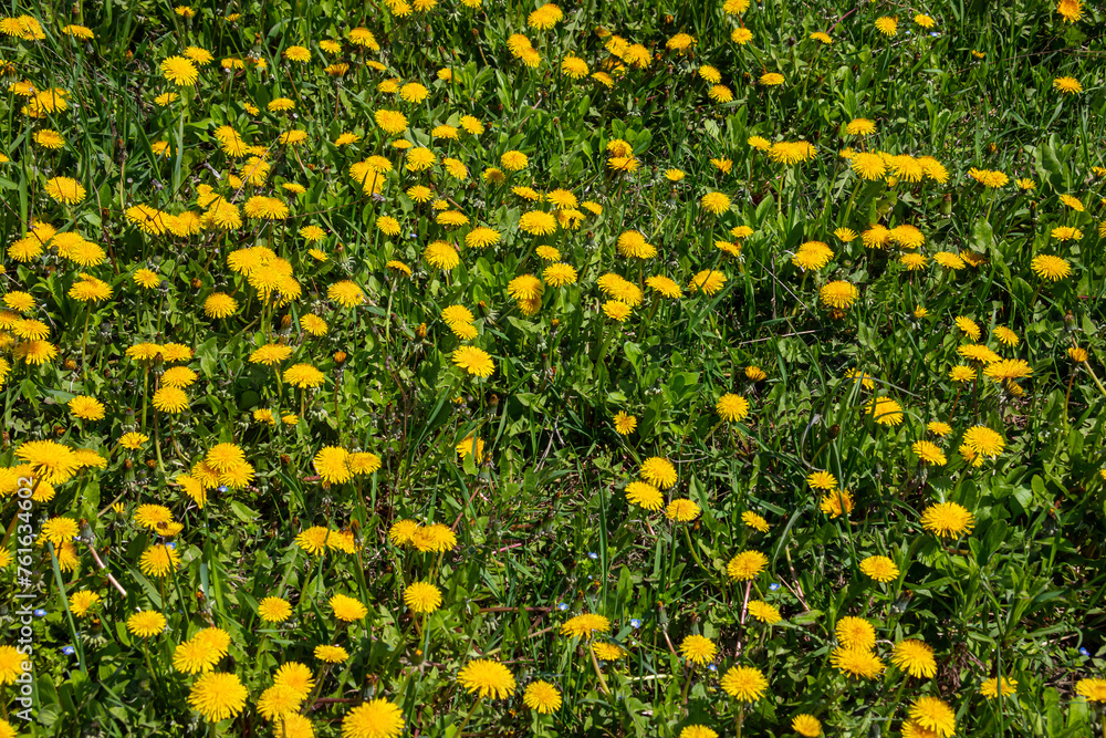 Dandelion flowers on a green meadow in spring. Dandelion flower background