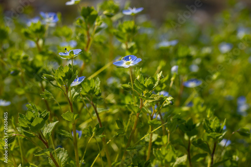 Summer background with blue flowers veronica chamaedrys. Blue flower bloom on green grass, spring background photo