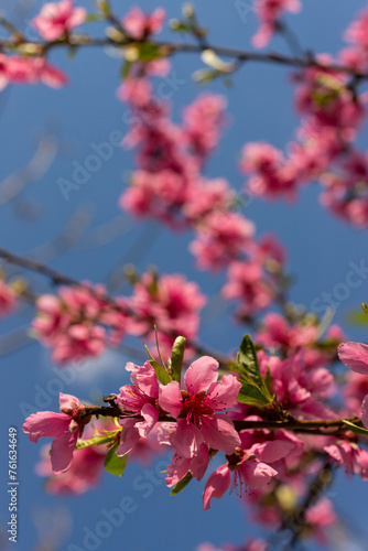Peach tree, blurred background. Blooming tree in spring with pink flowers. The beauty of the spring garden, the concept of spring