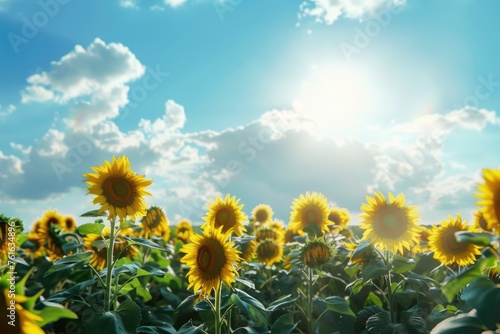 A field of sunflowers with a bright blue sky in the background