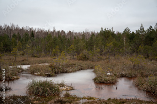 Pine tree forest on a snowy winter day. Swamp with dirty water