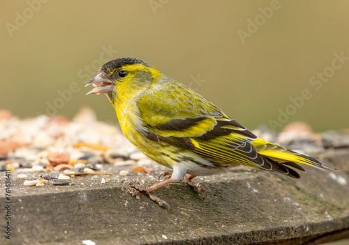 Male siskin on a bird table eating seed