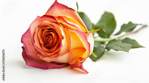  close-up of a single  vibrantly coloured rose against a stark white background  revealing all of its fine details