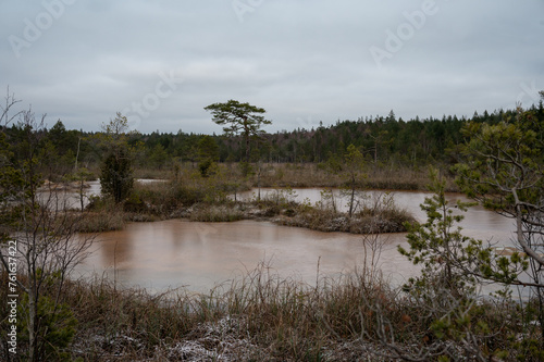 Pine tree forest on a snowy winter day. Swamp with dirty water