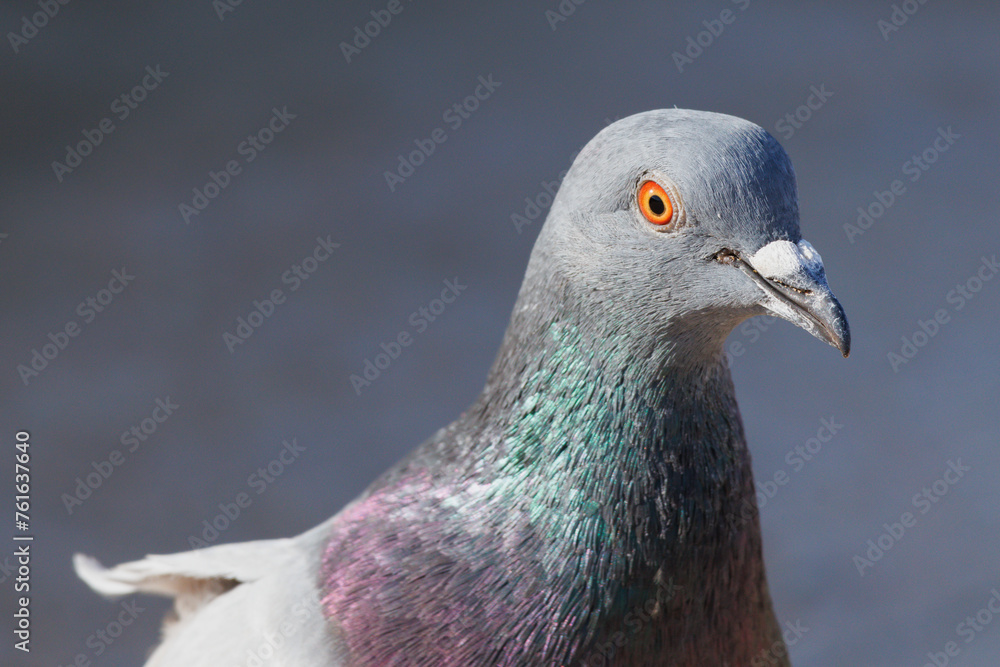 © Diego Cano Cabanes - Retrato en primer plano de paloma domestica, Columba livia domestica, La Mata, España © Diego Cano Cabanes - Retrato en primer plano de paloma domestica, Columba livia domestica, La Mata, España