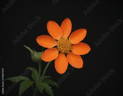 Orange flower on a dark background