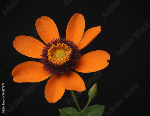 Orange flower on a dark background