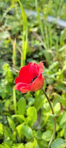 A red anemone