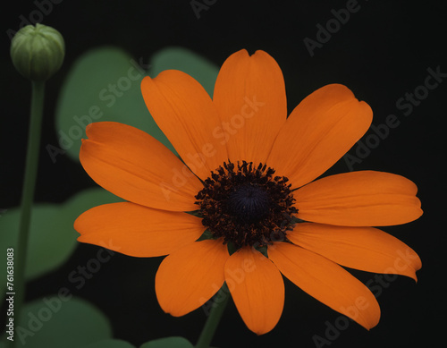 Orange flower on a dark background