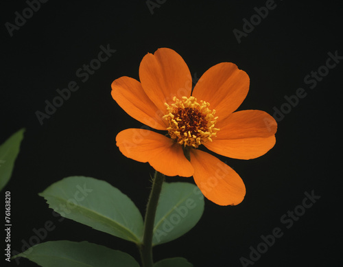 Orange flower on a dark background