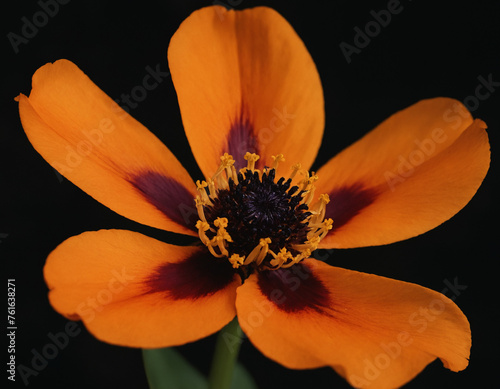 Orange flower on a dark background