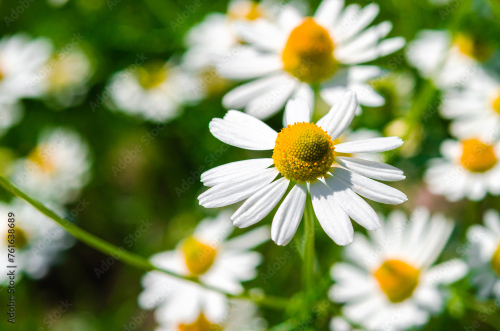 Medicinal chamomile close-up. Alternative medicine. Medicinal chamomile close-up. Alternative medicine.