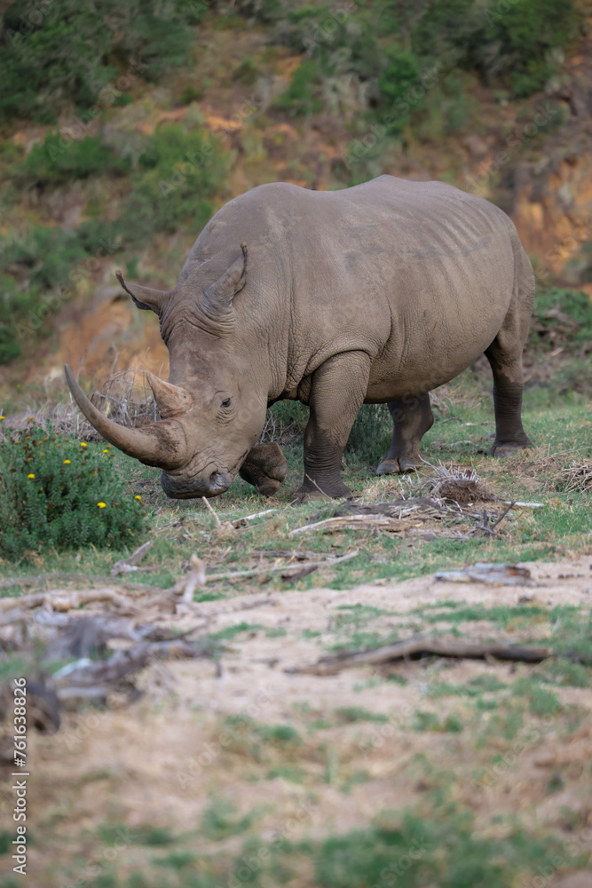 Fototapeta premium White rhinoceros pensive vertical photo