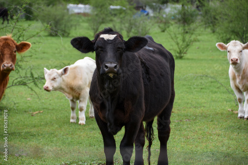 Curious Cow - Goliad Texas