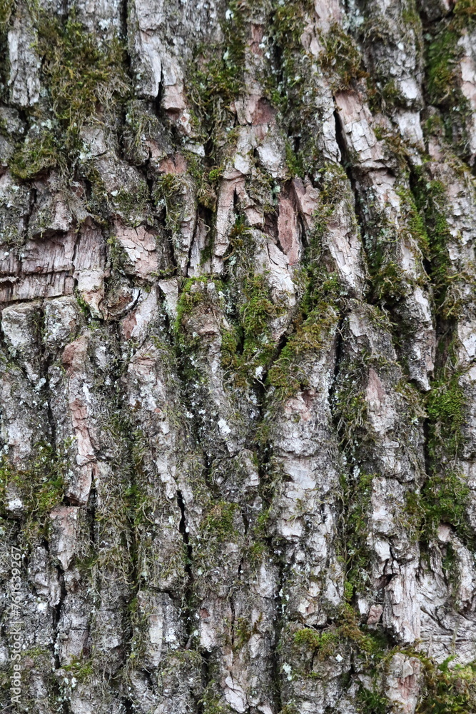 Closeup of tree bark with green moss Closeup of tree bark with green moss