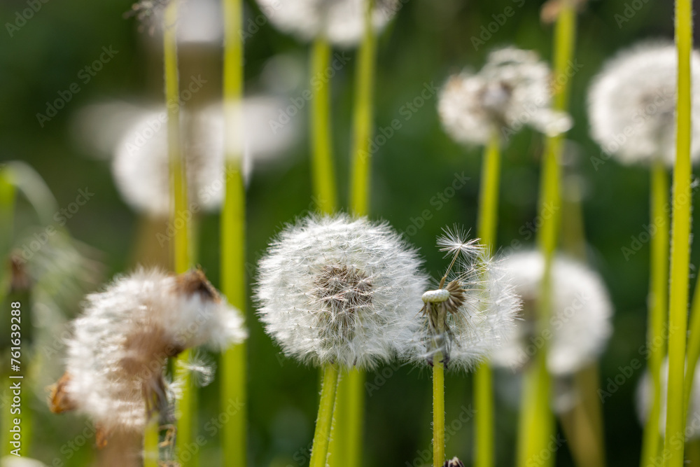 Dandelions on meadow natural background. Dandelion seeds Dandelions on meadow natural background. Dandelion seeds