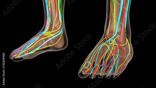 female lymph nodes anatomy with skeleton for medical concept 3d rendering photo