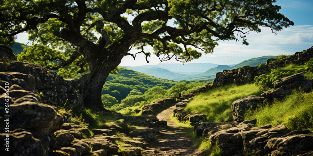 Ancient oak, with a powerful barrel, as if a connecting link between the past and the f Ancient oak, with a powerful barrel, as if a connecting link between the past and the f