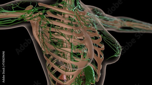 female lymph nodes anatomy with skeleton for medical concept 3d rendering