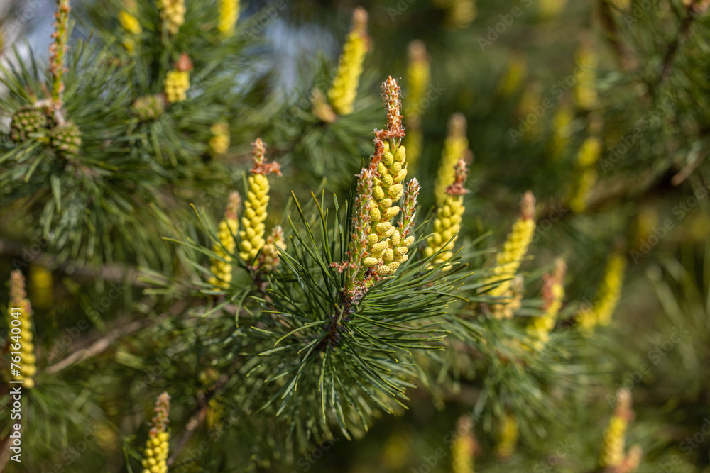 Small young pine cones, spring pine blossom Small young pine cones, spring pine blossom