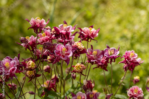 Tender purple pink white aquilegia bells flowers on the sunny weather.