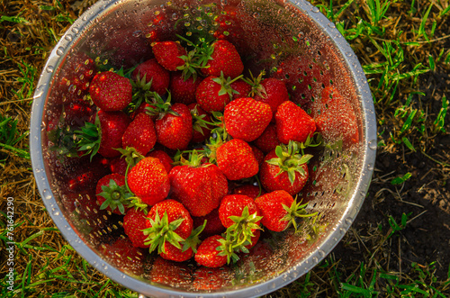 Organic strawberries. Strawberries in a colander