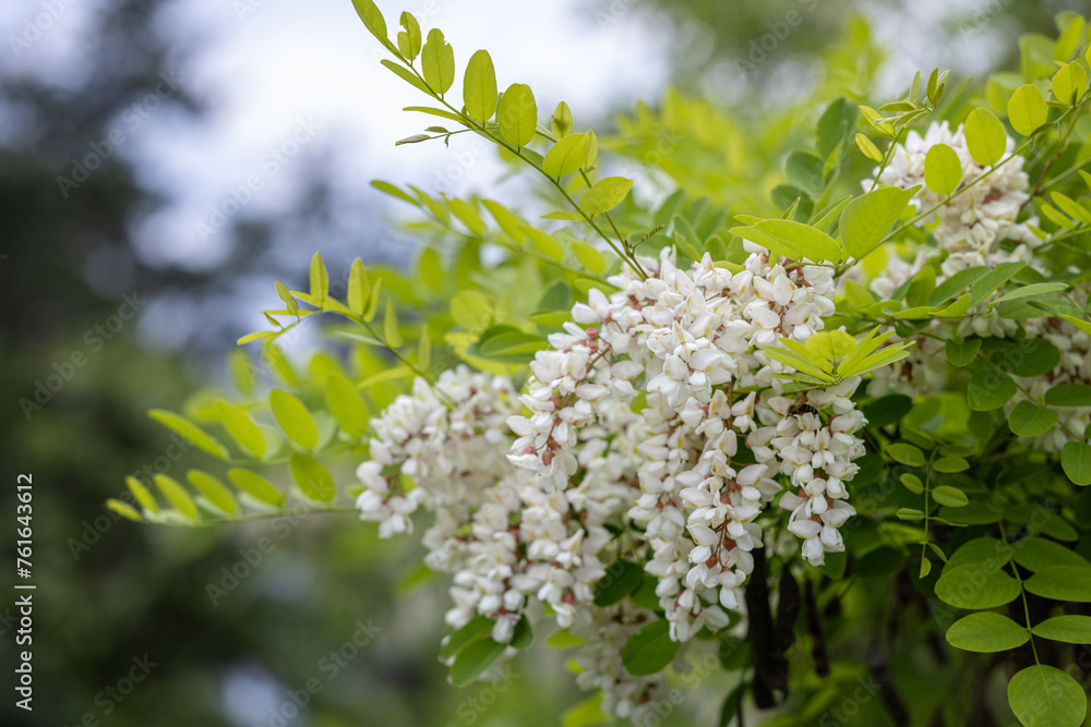 Beautiful spring background with white flowers. White flowering branches of Black locust or Robinia pseudoacacia Beautiful spring background with white flowers. White flowering branches of Black locust or Robinia pseudoacacia