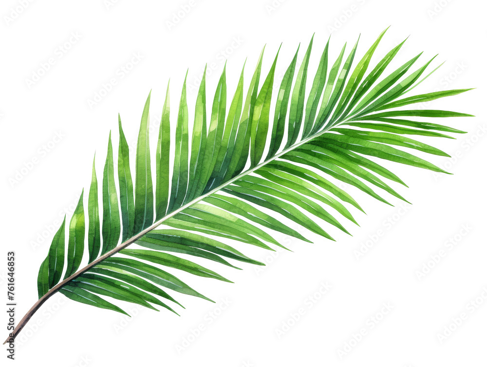 Watercolor coconut leaves branch clipart isolated on transparent background Watercolor coconut leaves branch clipart isolated on transparent background