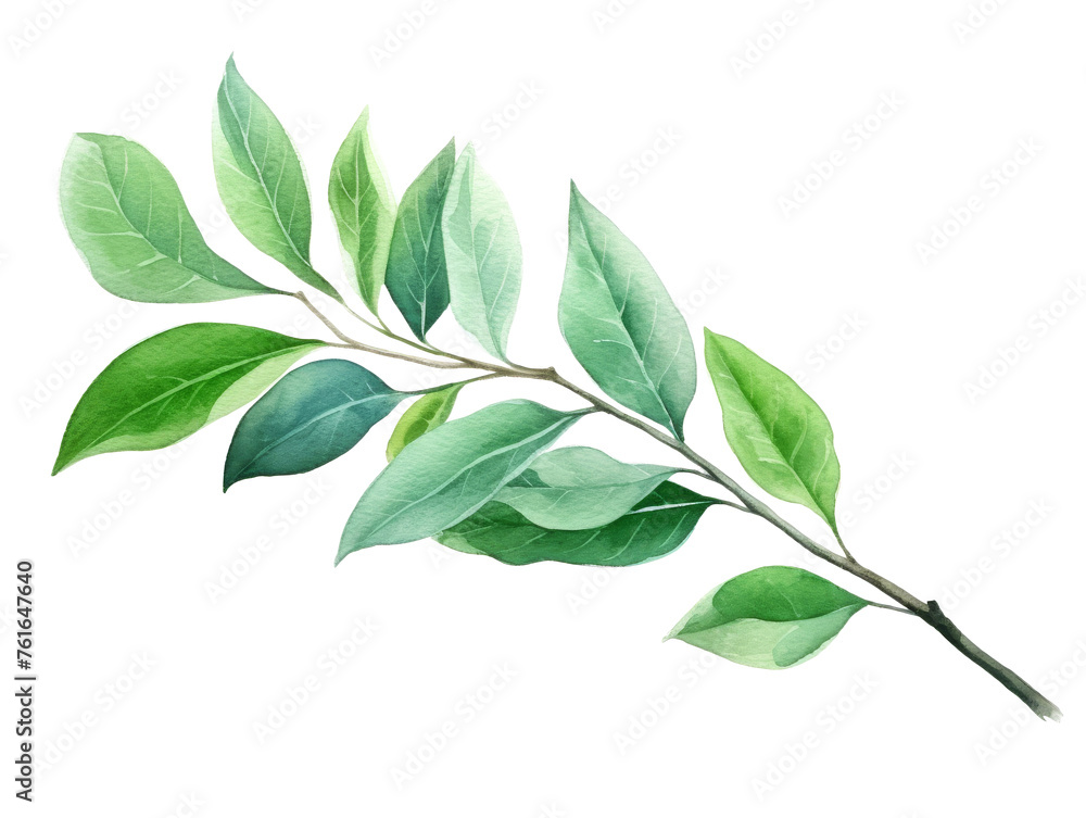 Watercolor green leaf branch clipart isolated on transparent background Watercolor green leaf branch clipart isolated on transparent background