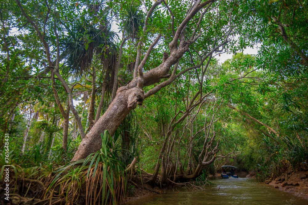 Overhanging Trees in Dense Backwater Groves of Kovalam, Kerala, India Overhanging Trees in Dense Backwater Groves of Kovalam, Kerala, India