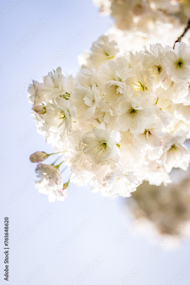 Beautiful nature scene with blooming white cherry tree in spring